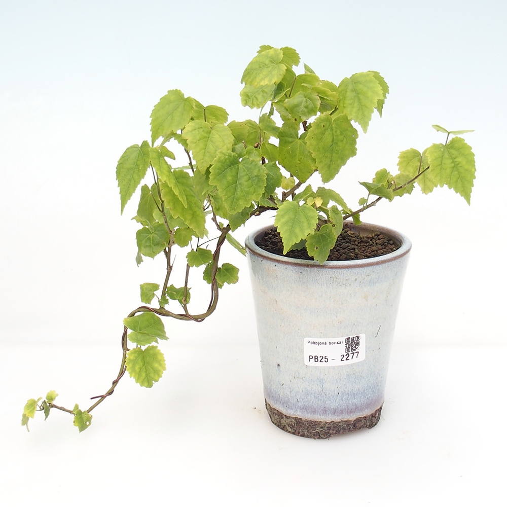 Beltéri bonsai - Abutilon Big Bell - Felhőbogyó