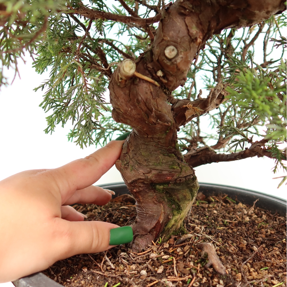 Kültéri bonsai - Juniperus chinensis Itoigawa-Juniperus chinensis