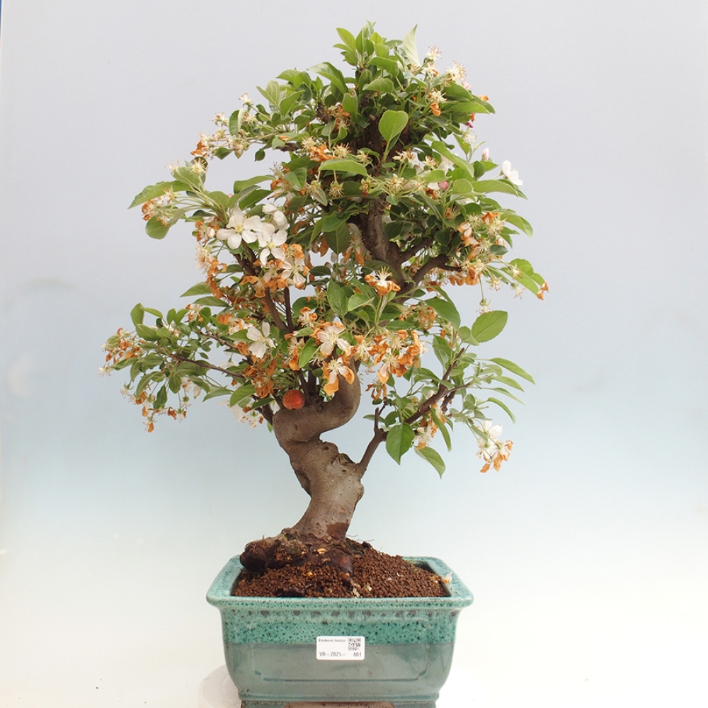 Kültéri bonsai -Malus halliana - Kis gyümölcsű almafa