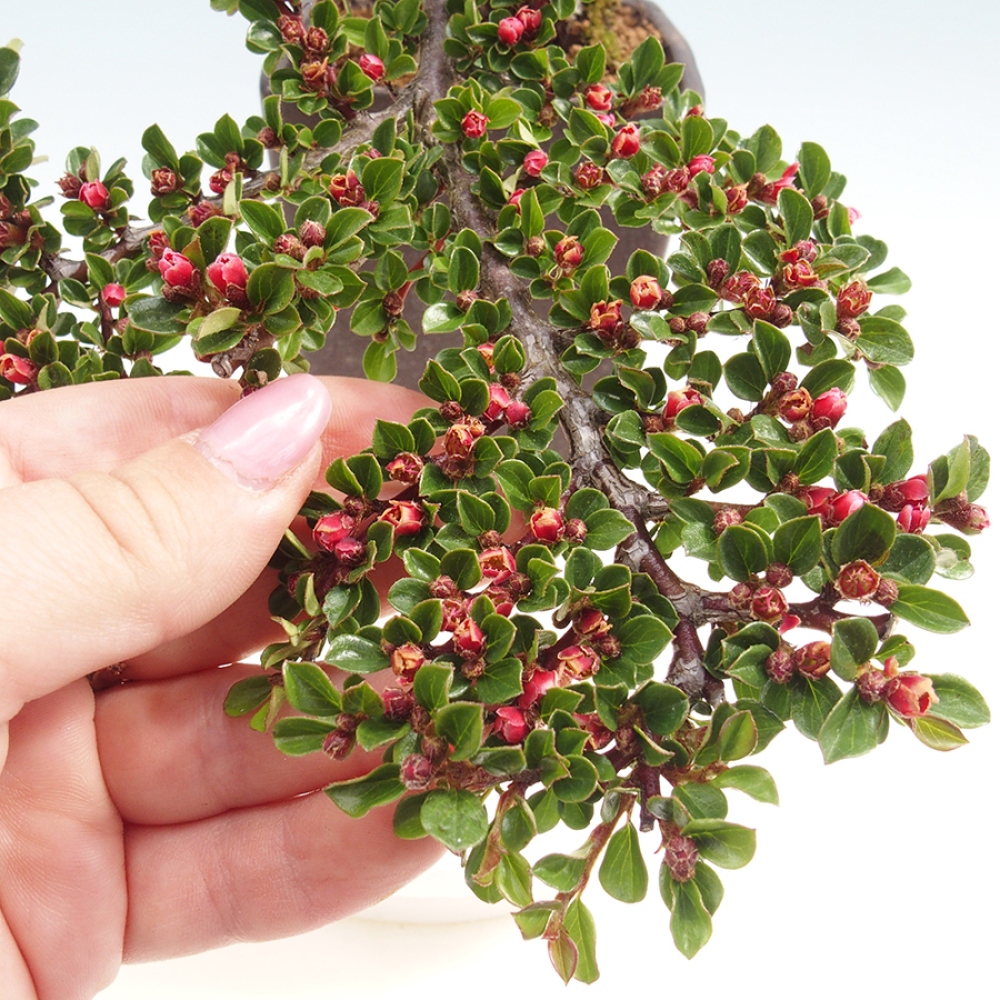 Kültéri bonsai - Cotoneaster horizontalis - Rocky Mountain