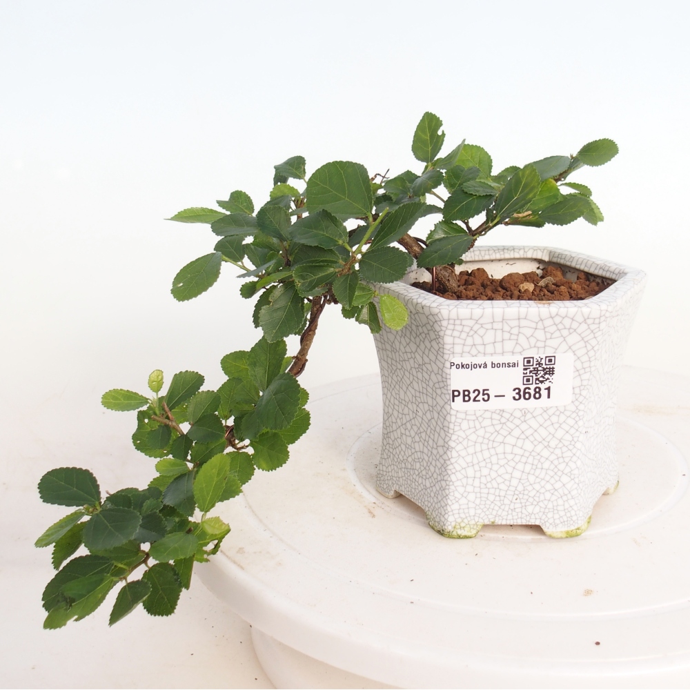 Beltéri bonsai - Grewia occidentalis - Levendula csillaghal