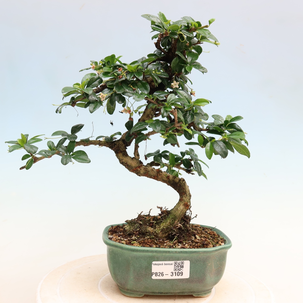 Szobai bonsai - Carmona macrophylla - Tea fuki
