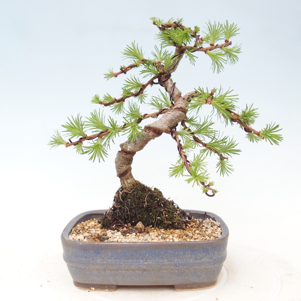 Kültéri bonsai - Larix Kaempferi - Japán vörösfenyő