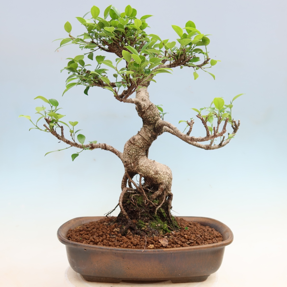 Szobai bonsai - Ficus kimmen - kislevelű fikusz