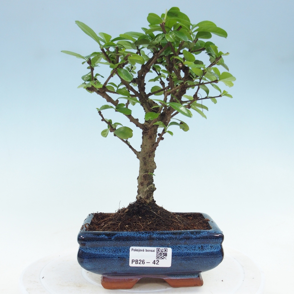 Szobai bonsai - Carmona macrophylla - Tea fuki