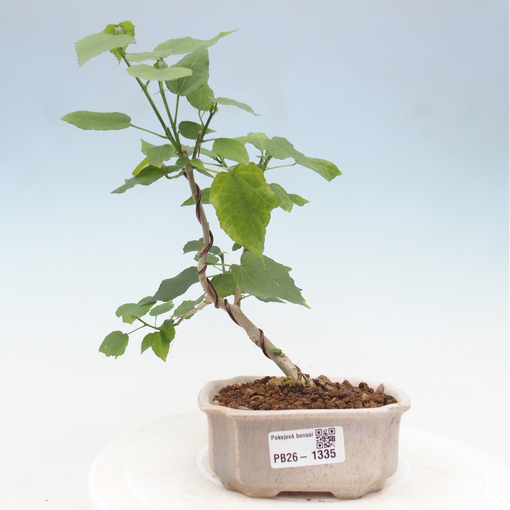 Beltéri bonsai - Malvaviscus arboreus