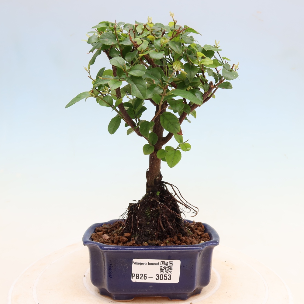 Szobai bonsai - Sageretia thea - Sageretia thea