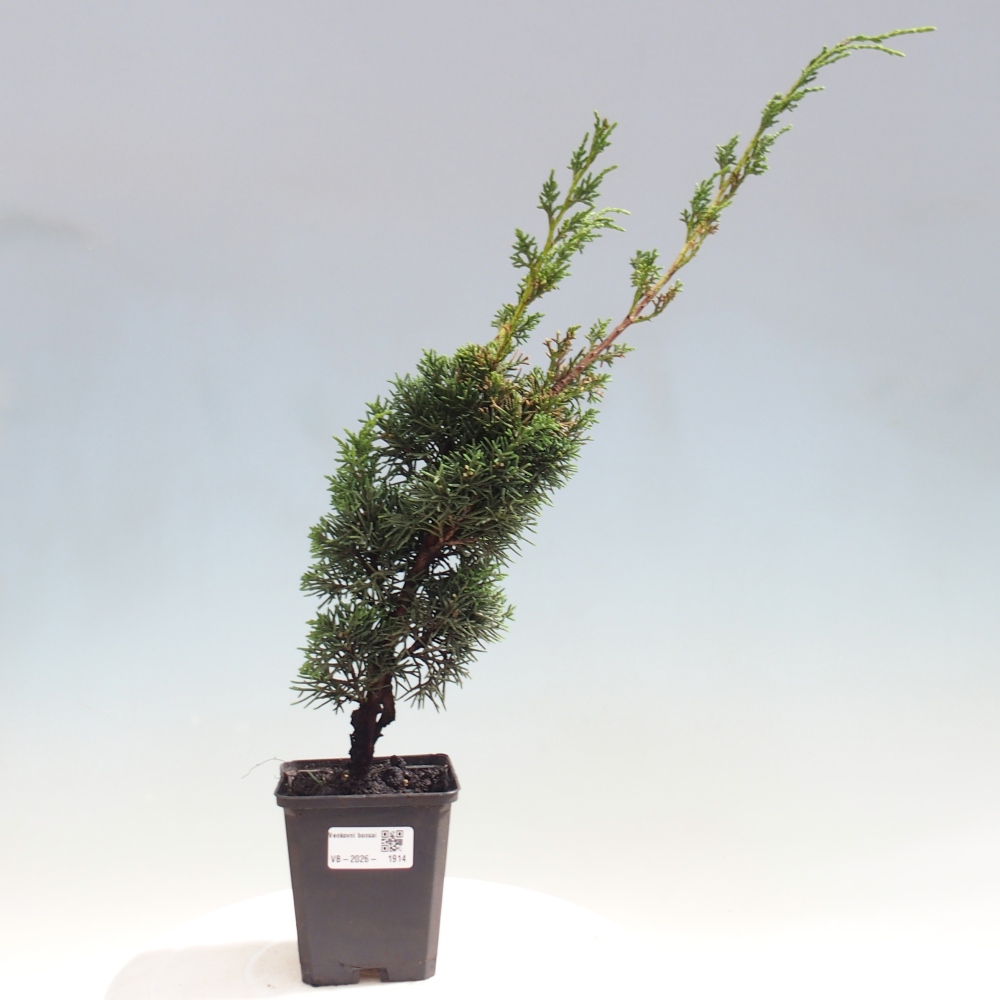 Kültéri bonsai - Juniperus chinensis Kishu