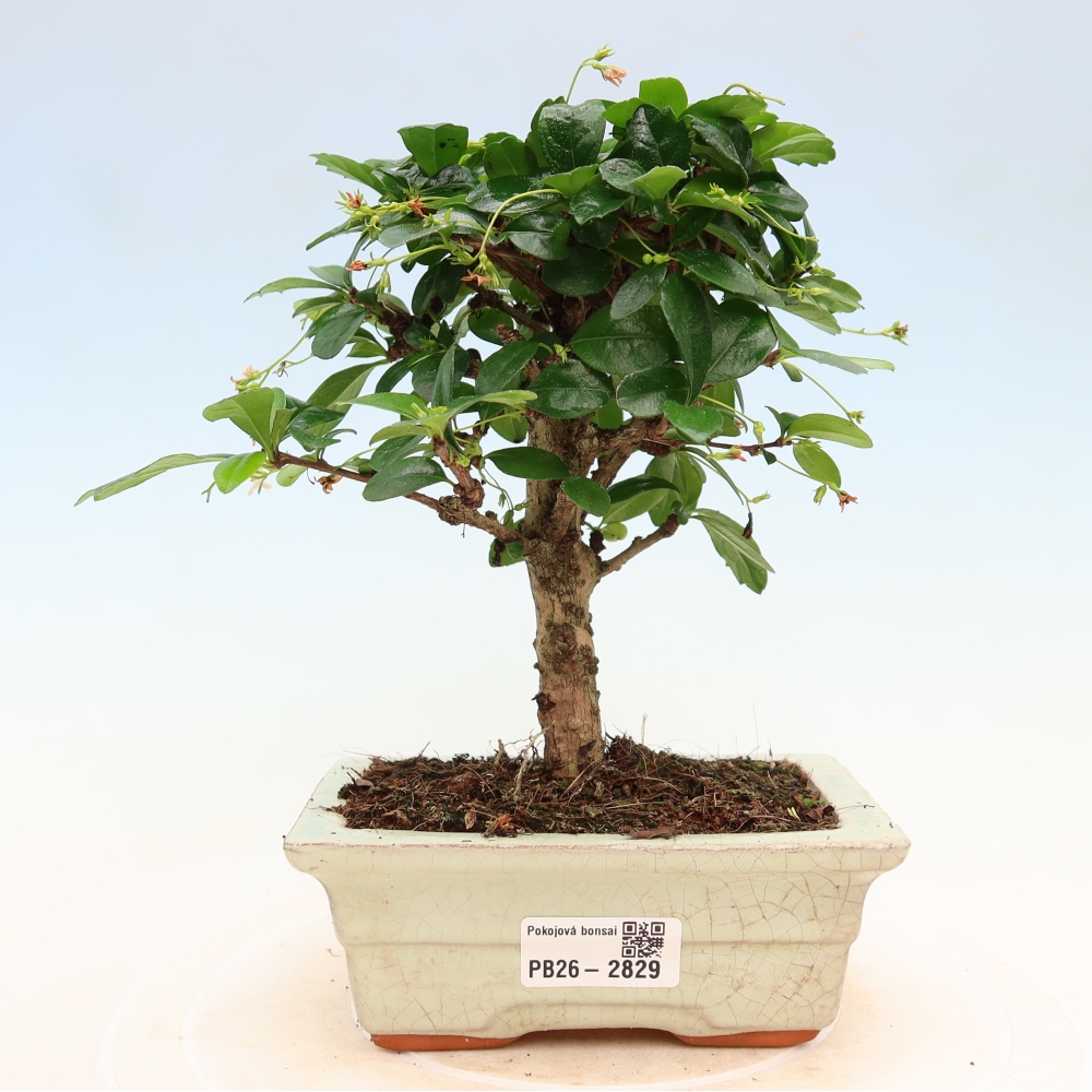 Szobai bonsai - Carmona macrophylla - Tea fuki