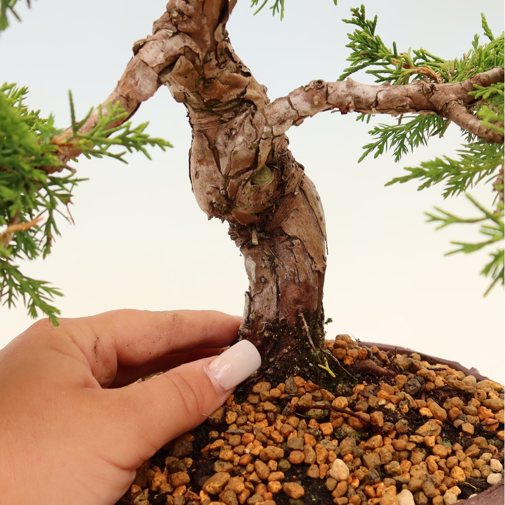 Kültéri bonsai - Juniperus chinensis Itoigawa