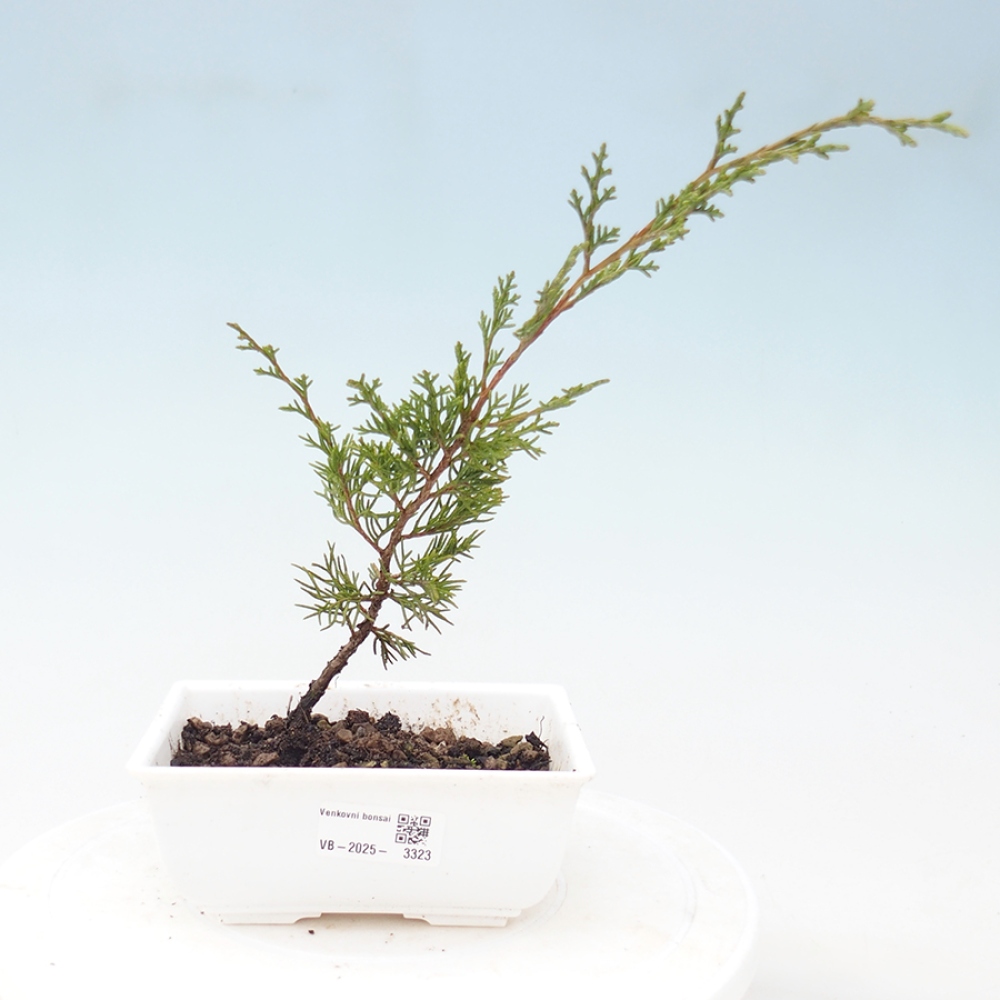 Kültéri bonsai - Juniperus chinensis Itoigawa