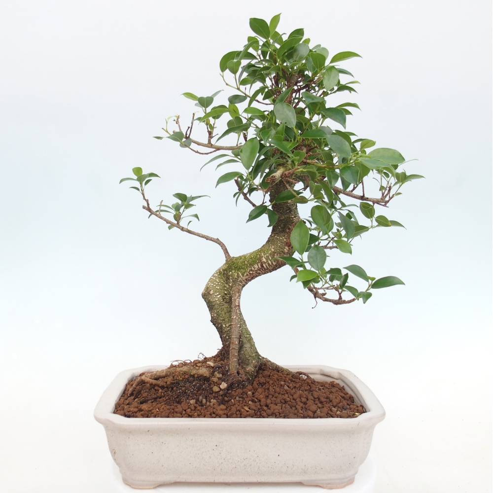 Szobai bonsai - Ficus kimmen - kislevelű fikusz