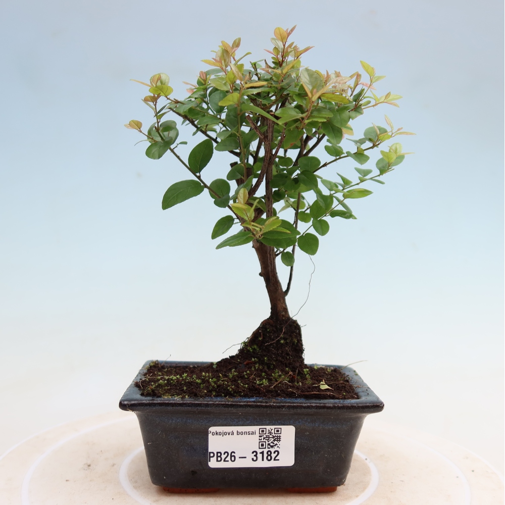 Szobai bonsai - Sageretia thea - Sageretia thea