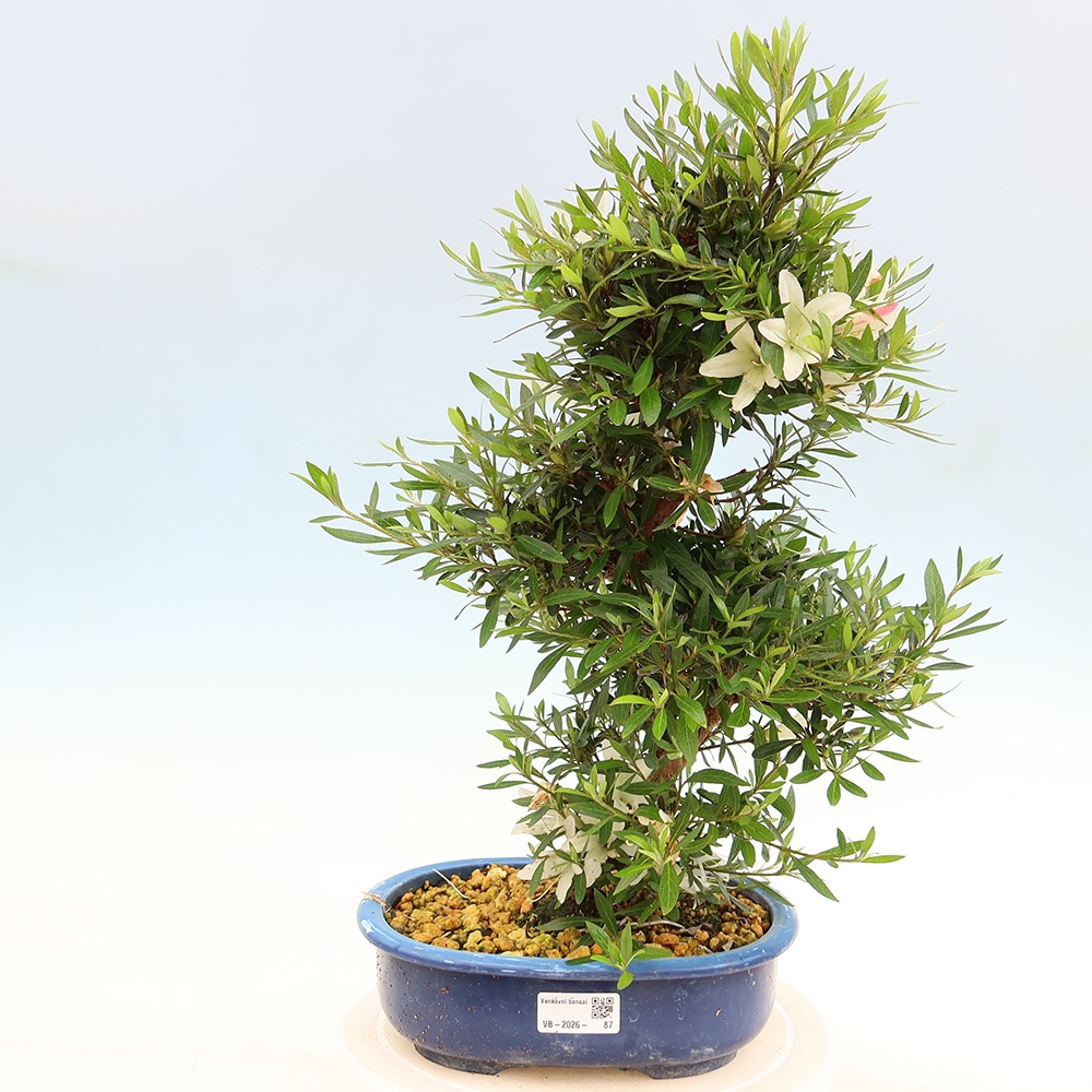 Kültéri bonsai - Japán azálea - Azalea Hakurin