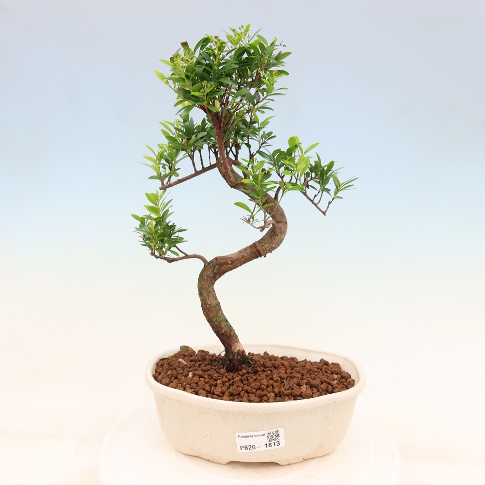 Szobai bonsai - Syzygium - Pimento