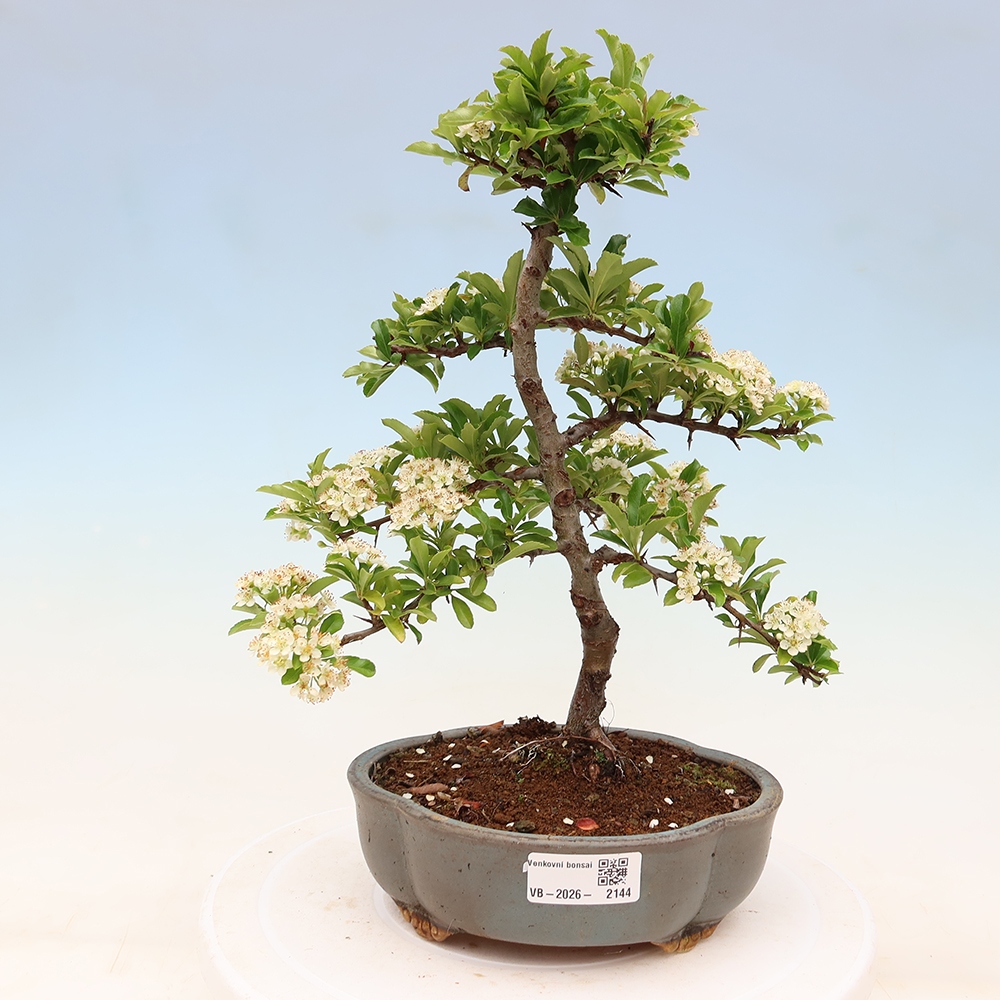 Kültéri bonsai – Pyracantha teton – Vörös tűszem