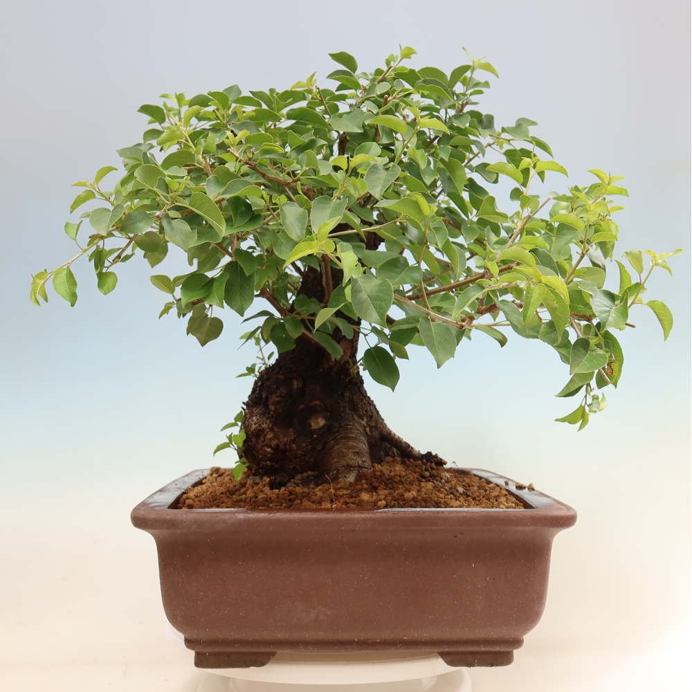 Kültéri bonsai - Mahalebka - Prunus mahaleb - Prunus mahaleb