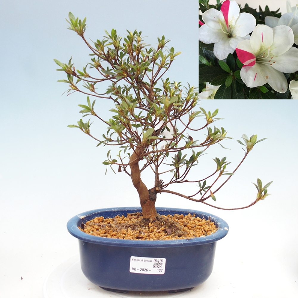 Kültéri bonsai - Japán azálea - Azalea Suigootome
