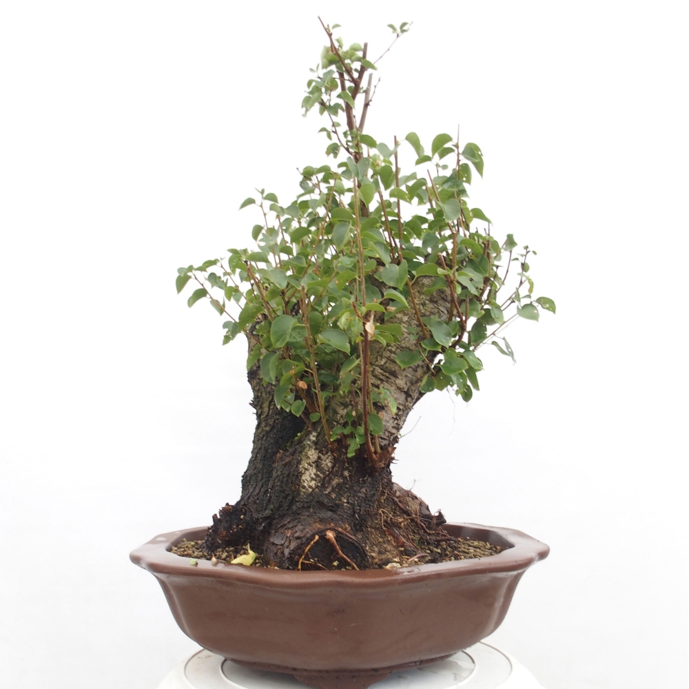 Kültéri bonsai - Mahalebka - Prunus mahaleb - Prunus mahaleb