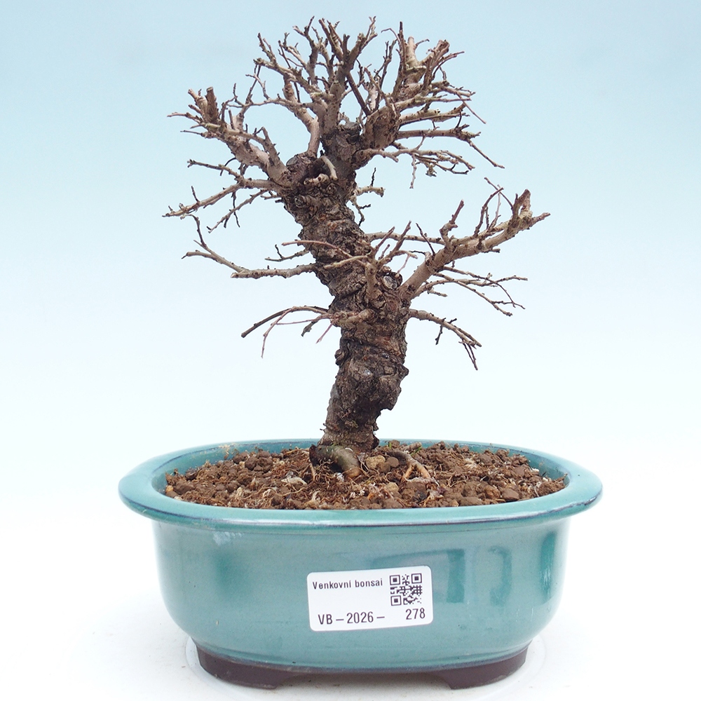 Kültéri bonsai - Zelkova - Zelkova NIRE