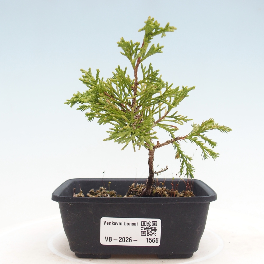 Kültéri bonsai - Juniperus chinensis Itoigawa