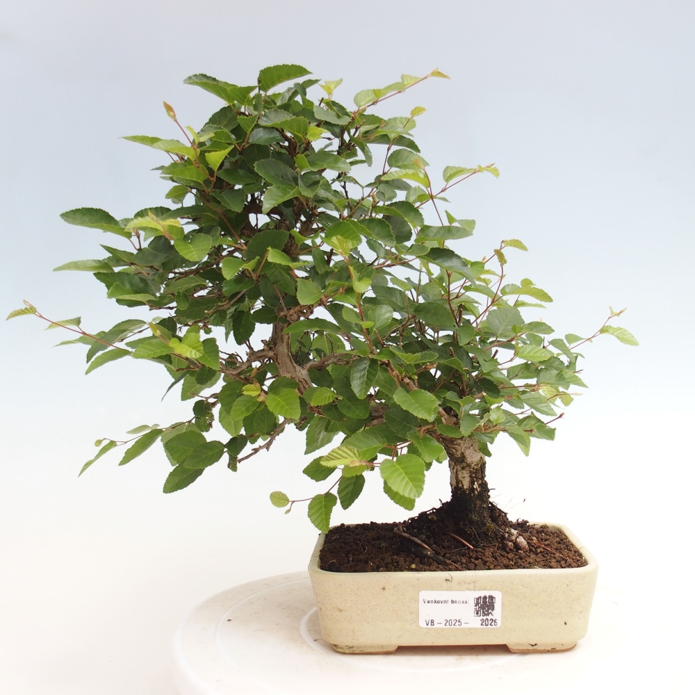 Kültéri bonsai -Carpinus CARPINOIDES - Koreai gyertyánfa