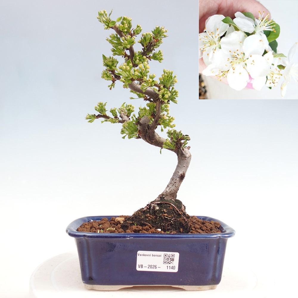 Kültéri bonsai - Malus sargentii - Kis gyümölcsű almafa