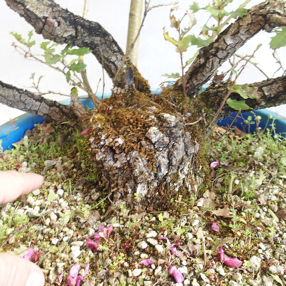 Kültéri bonsai Quercus Cerris - Tölgy Cer