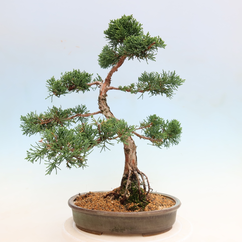 Kültéri bonsai - Juniperus chinensis Kishu