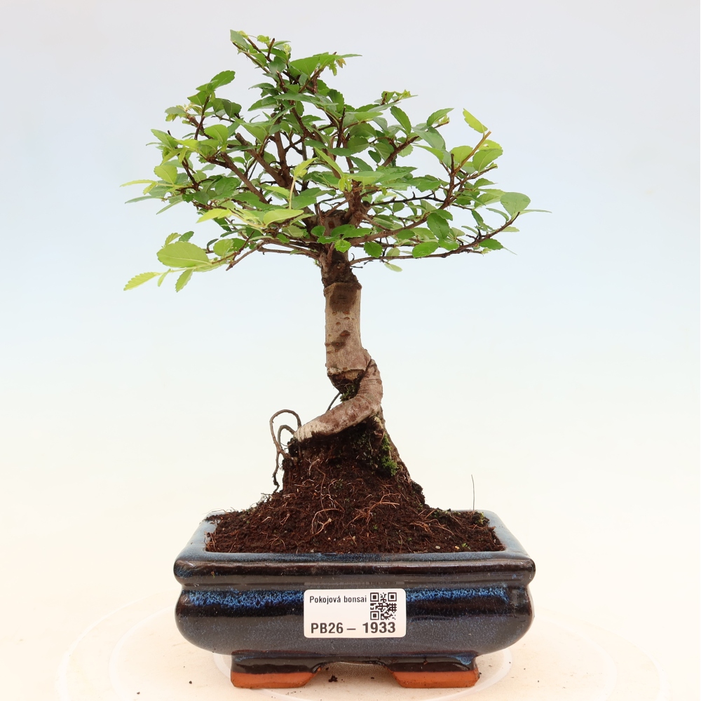 Szobai bonsai - Ulmus parvifolia - Kislevelű szilfa