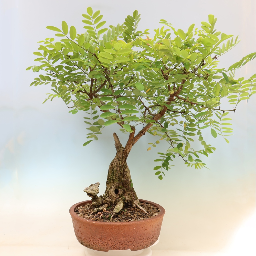 Kültéri bonsai - Tüskés akác - Robinia pseudoacacia
