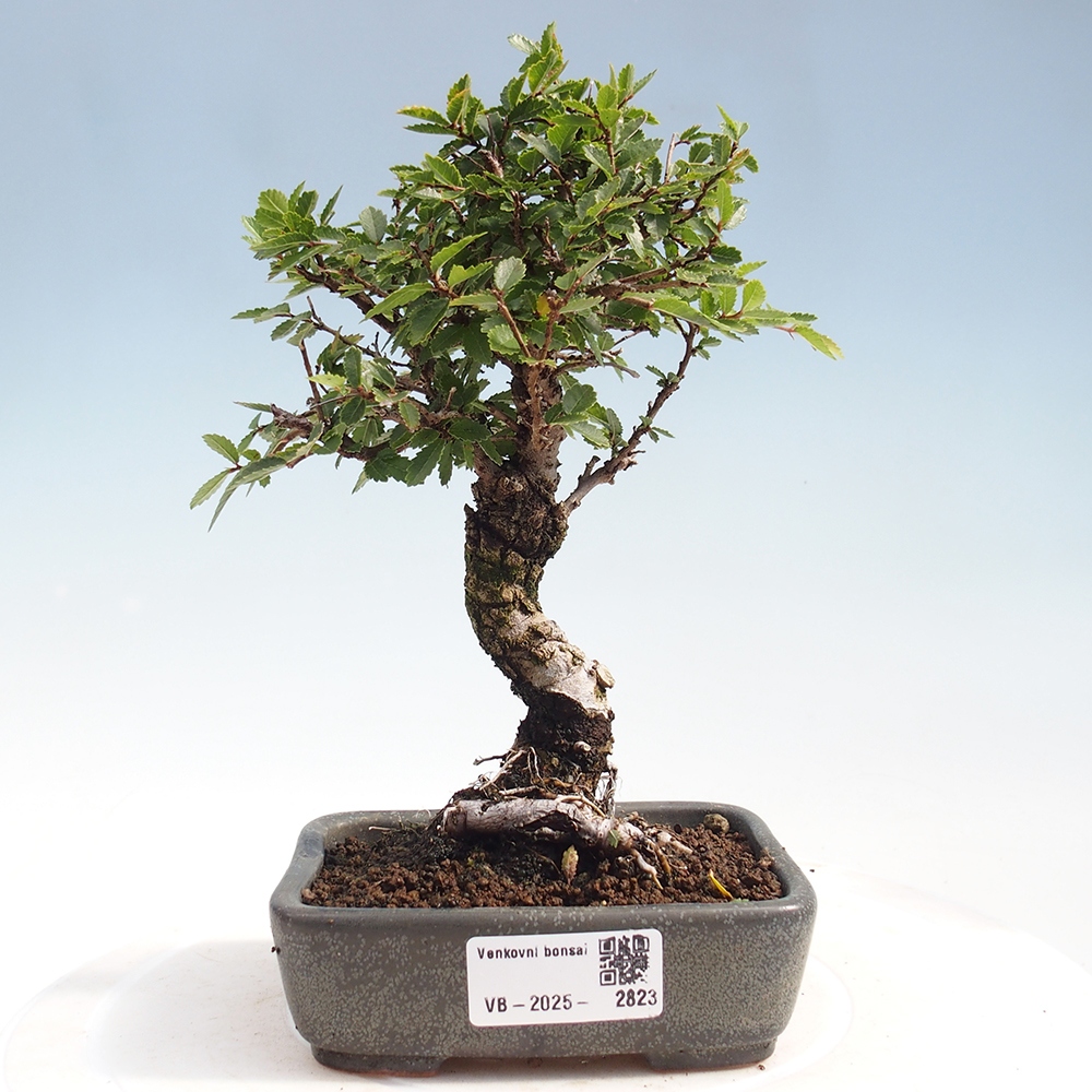 Kültéri bonsai - Zelkova - Zelkova NIRE