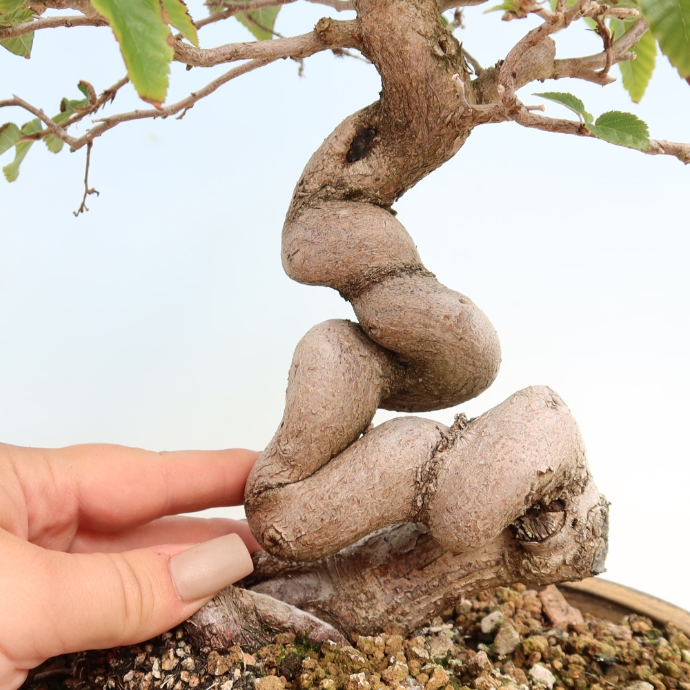 Kültéri bonsai -Carpinus CARPINOIDES - Koreai gyertyánfa