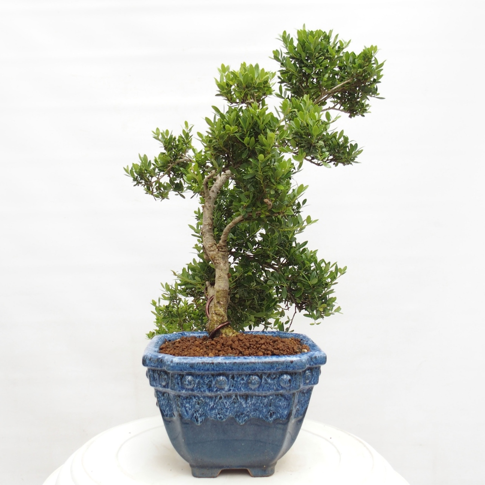 Szobai bonsai - Ilex crenata - Holly