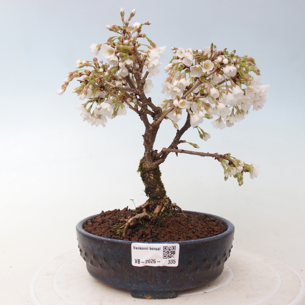 Kültéri bonsai - Prunus incisa Kojou-no mai-Plivon kivágva