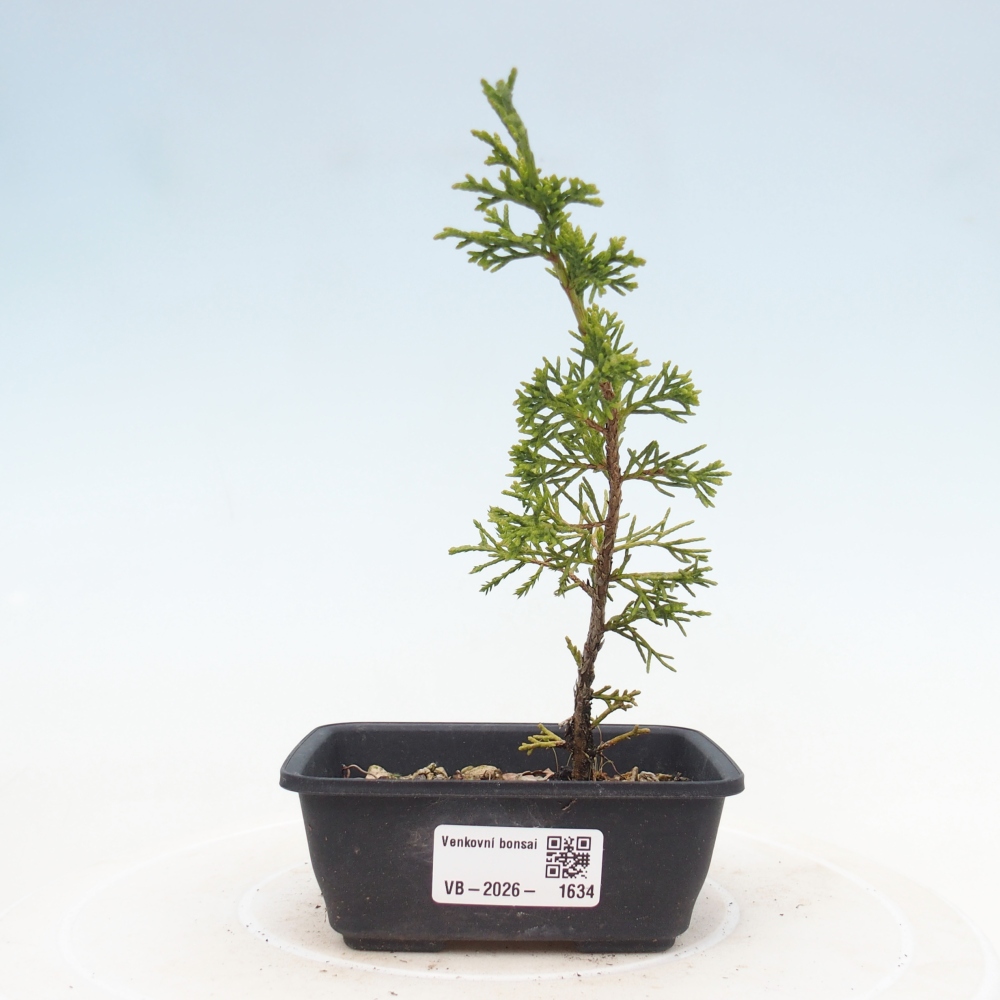 Kültéri bonsai - Juniperus chinensis Itoigawa
