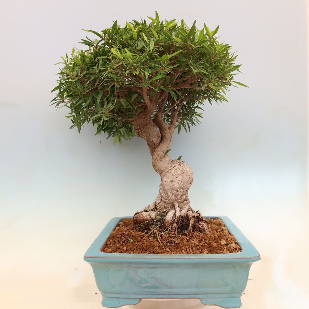 Szobai bonsai - Ficus nerifolia - kislevelű fikusz