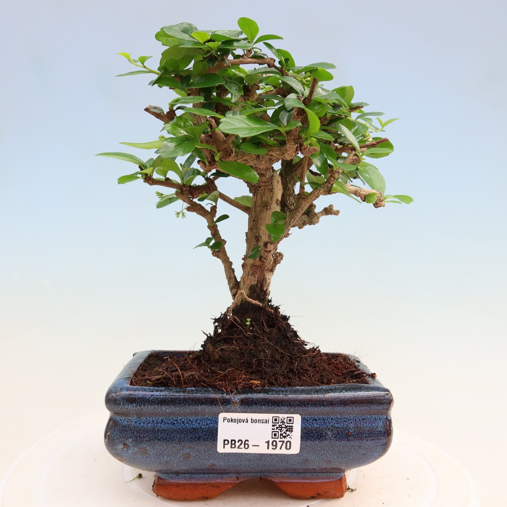 Szobai bonsai - Carmona macrophylla - Tea fuki