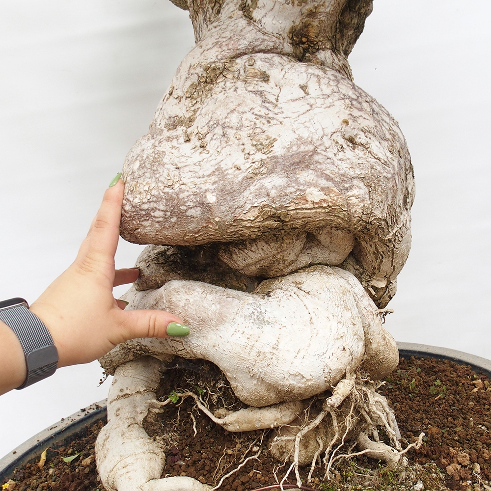 Szoba bonsai - Bouganwilea