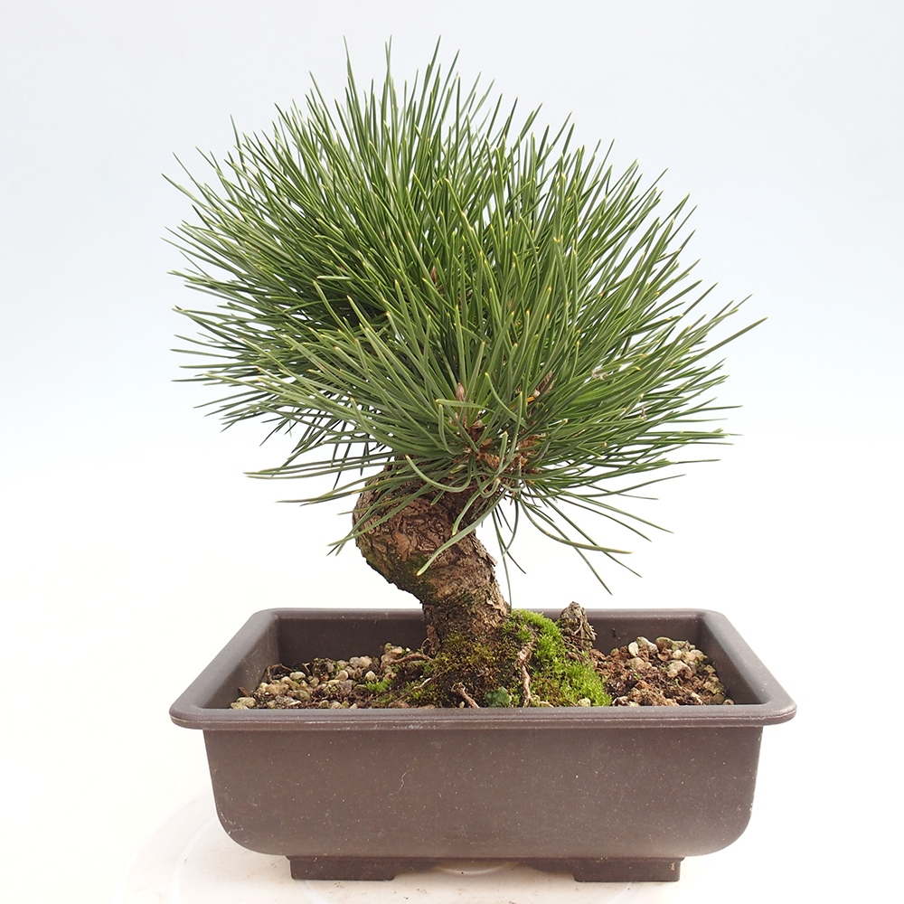 Kültéri bonsai - Pinus thunbergii - Thunberg fenyő