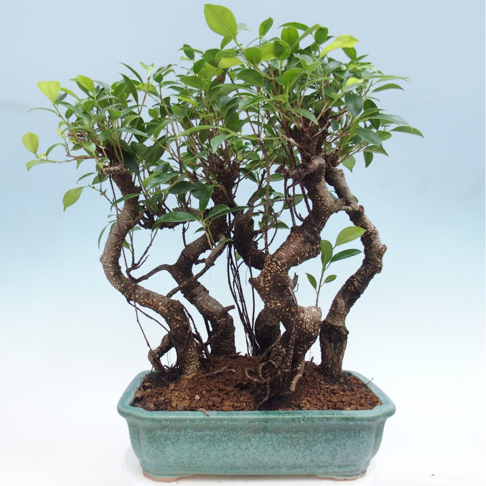 Szobai bonsai - Ficus kimmen - kislevelű fikusz