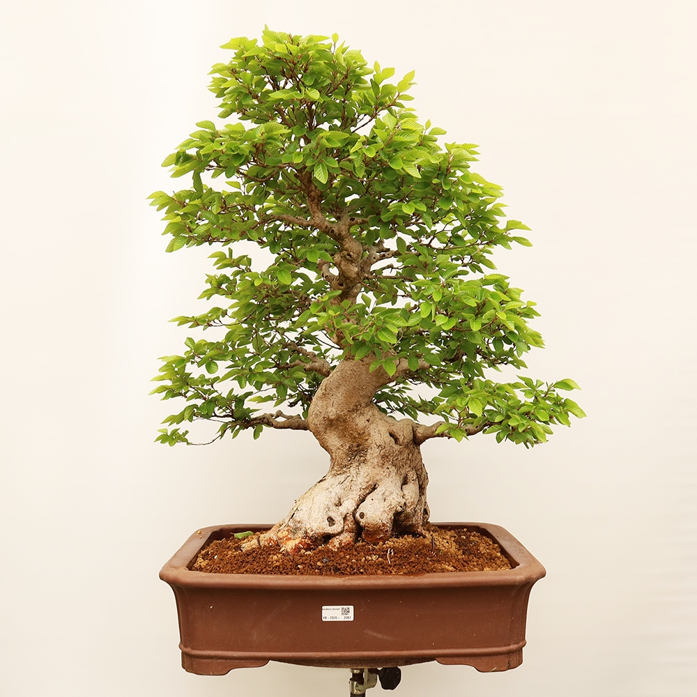 Kültéri bonsai -Carpinus Coreana - Koreai gyertyánfa
