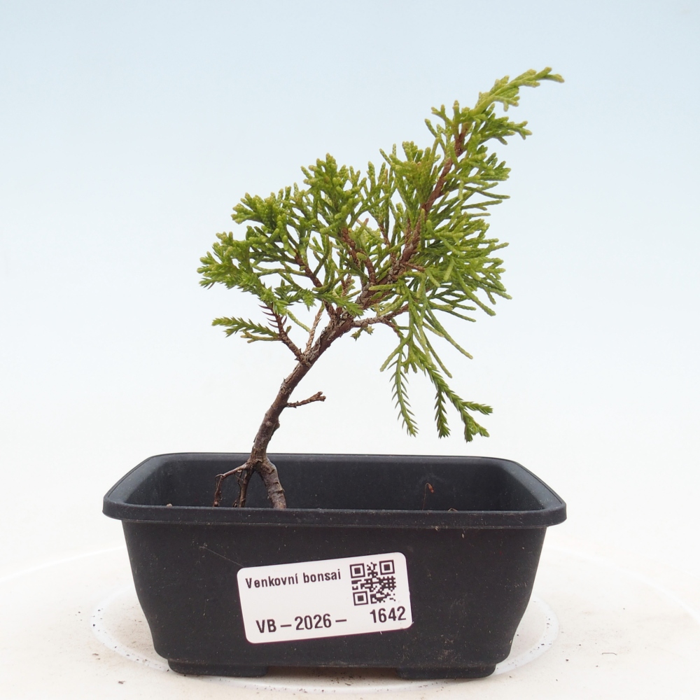 Kültéri bonsai - Juniperus chinensis Itoigawa
