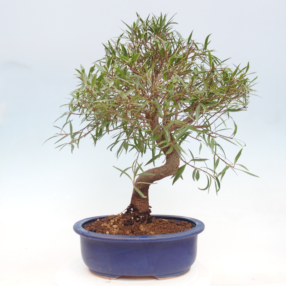 Szobai bonsai - Ficus nerifolia - kislevelű fikusz