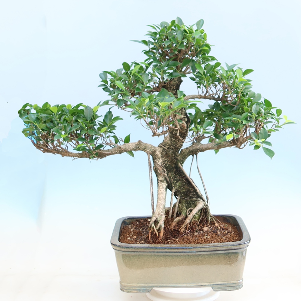 Szobai bonsai - Ficus kimmen - kislevelű fikusz