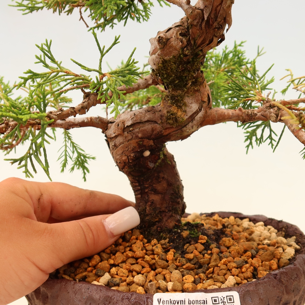 Kültéri bonsai - Juniperus chinensis Itoigawa