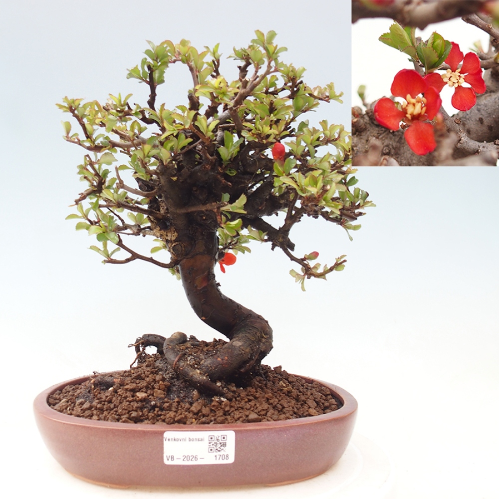 Kültéri bonsai - Chaneomeles speciosa - birs