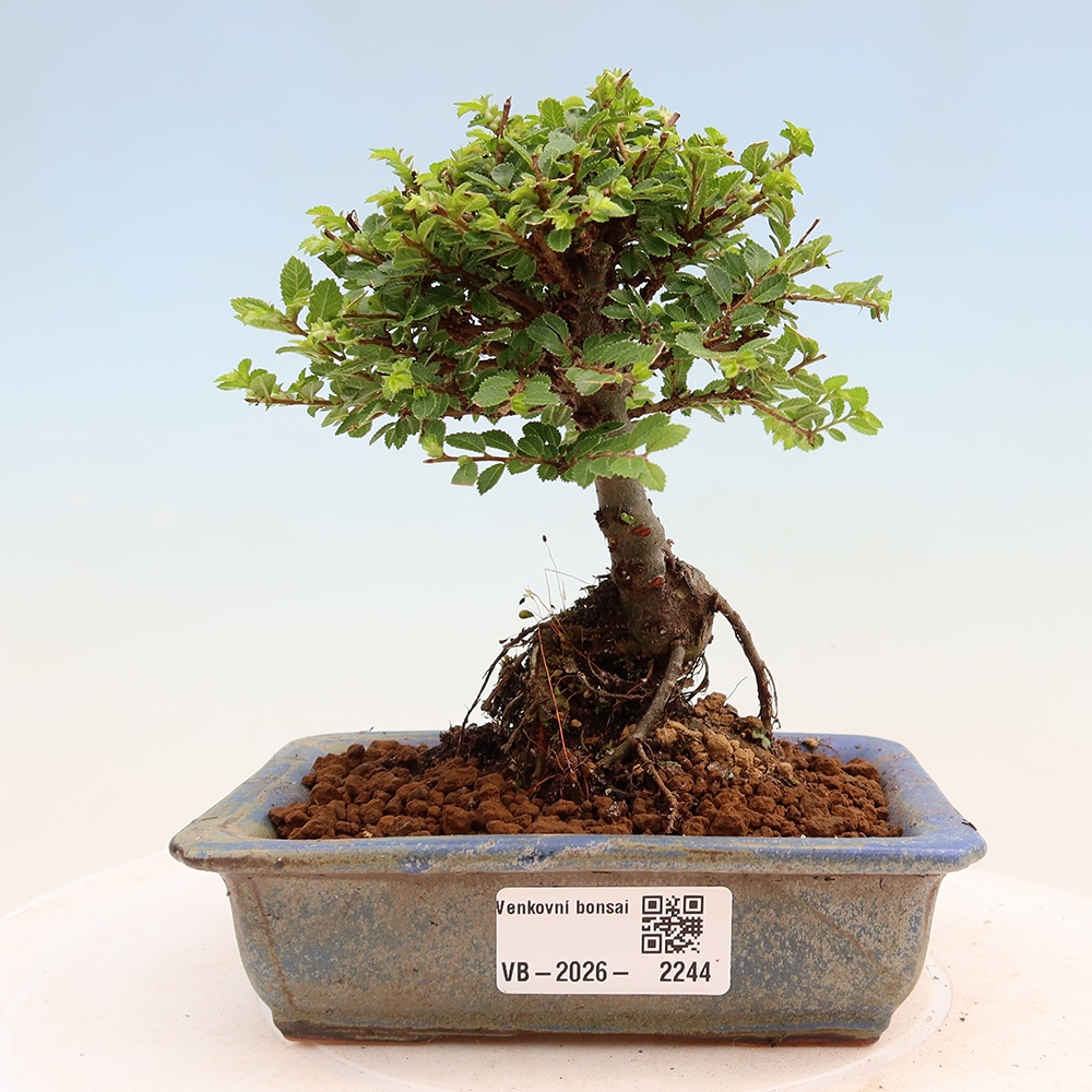 Kültéri bonsai - Ulmus parvifolia Sagei - Kislevelű szilfa