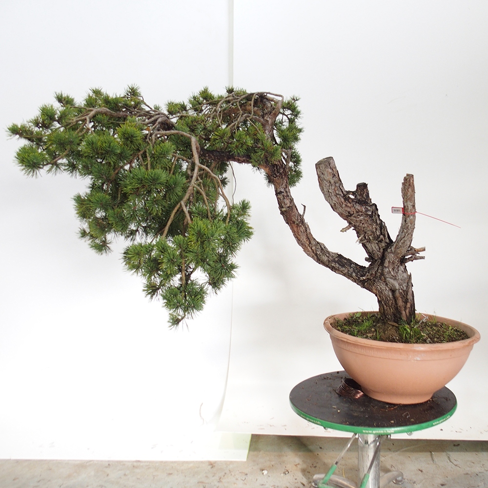 Yamadori - Pinus sylvestris Spanyolország