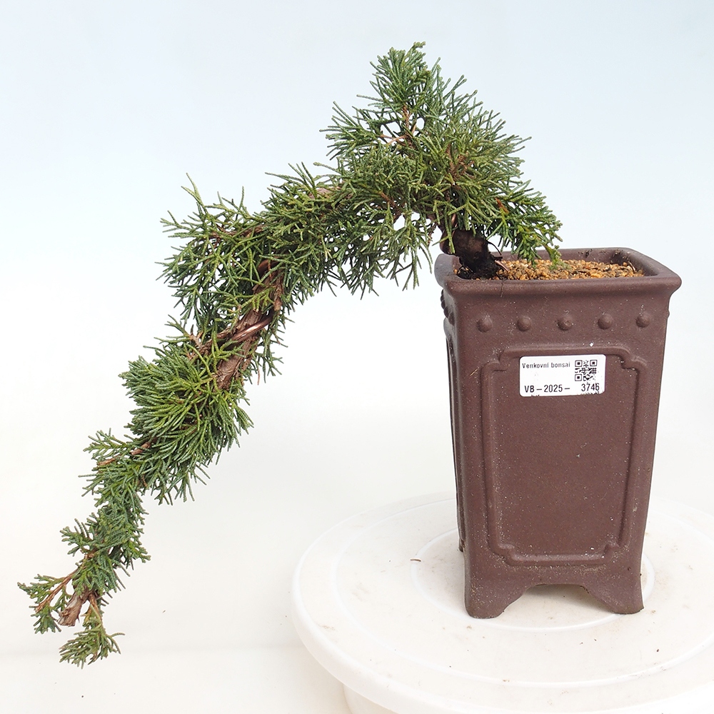 Kültéri bonsai - Juniperus chinensis Kishu